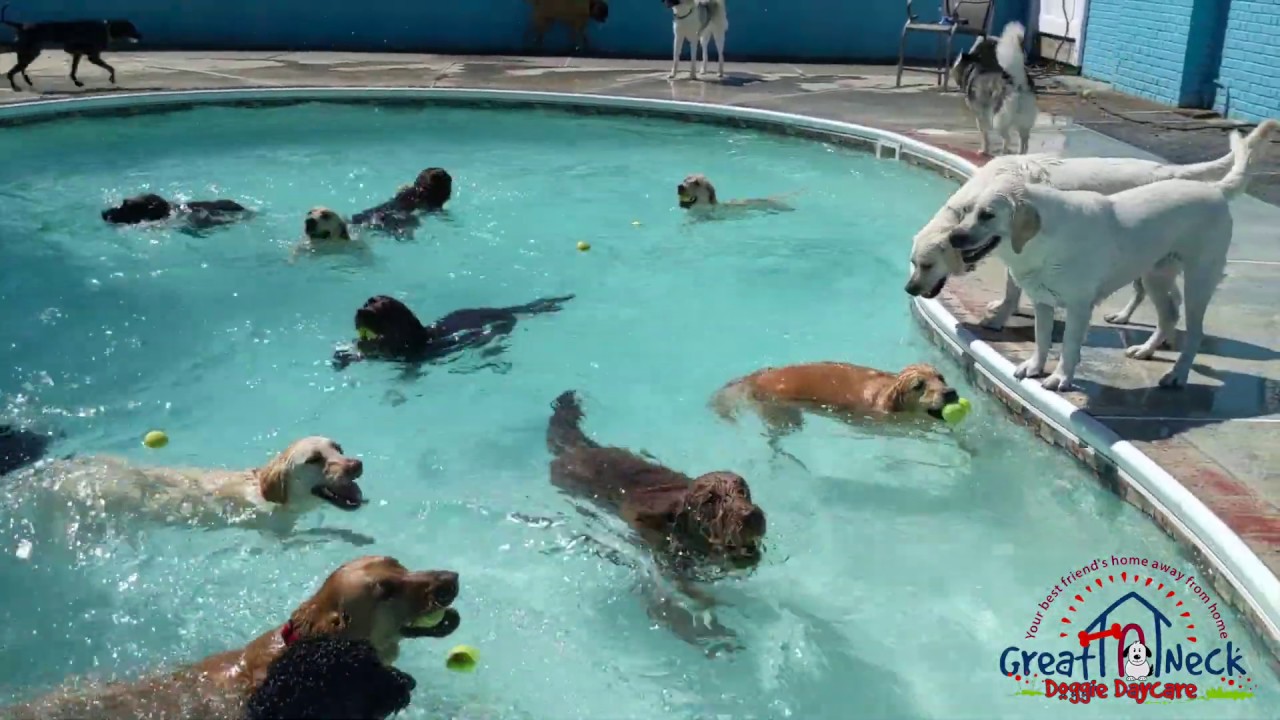 Great Neck Doggie Daycare June 21, 2019 swim time! YouTube