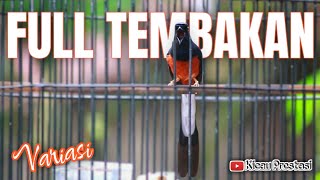 Variasi Full Tembakan Murai Batu Isian Kenari Cililin Greja Lovebird C Jenggot Kapas Tembak