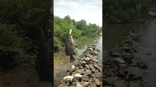 Big river with the big fish 🐠#fishingvideo #fishing #fishinglife #fish #viral #shorts