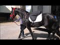 Friesian horse Apollo&#39;s ready for the Queens Platinum Jubilee Parade at Great Yarmouth he is relaxed