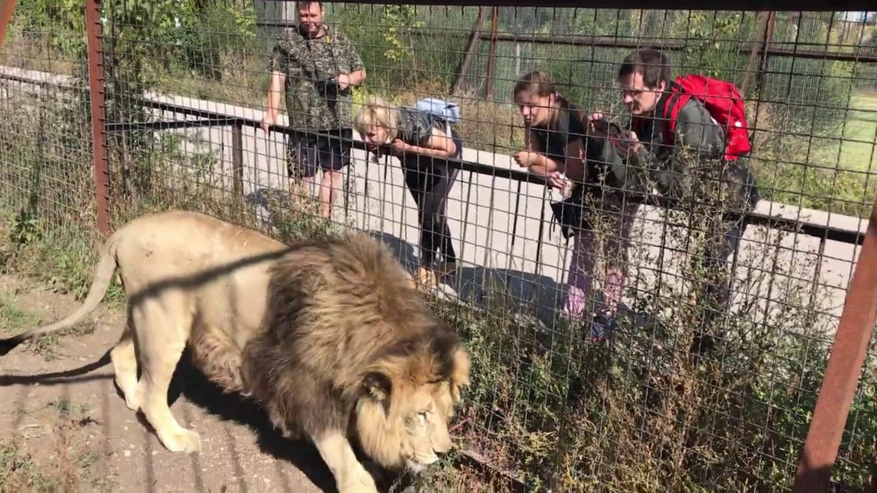 Новости тайгана на ютубе