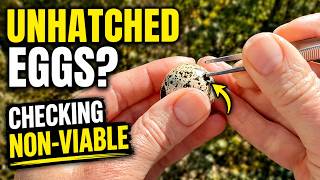 Unhatched Eggs? 🥚 Checking Non-Viable Eggs: Opening Non-Viable Eggs After Incubation Why Won T They Hatch Inspecting Unhatched Quail Eggs