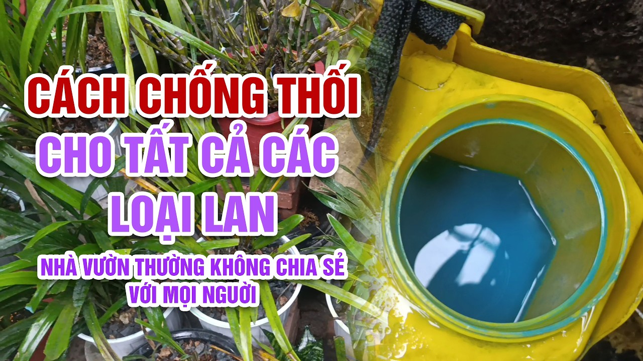 xem ngay Thần dược chống thối mà nhà vườn không chỉ cho bạn