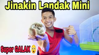 CARA BIKIN JINAK LANDAK MINI SUPER GALAK #part1