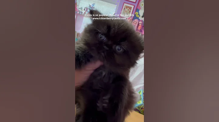 Watch the video about Elvira black Persian kitten