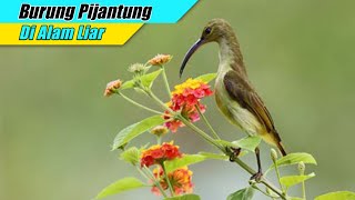 Suara Burung Pijantung Di Alam Liar || Cocok untuk Masteran