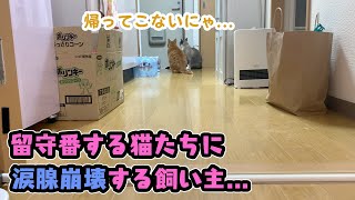 猫たちの留守番を隠し撮り！まさかの展開に飼い主の涙腺が崩壊...【猫 動画】