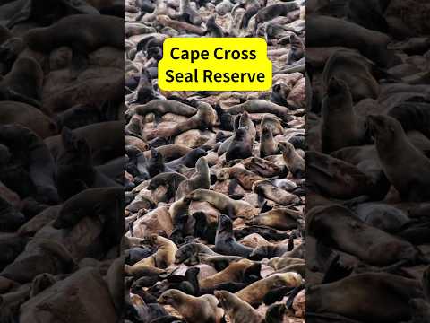 تصویری: Cape Cross Seal Reserve، نامیبیا: راهنمای کامل