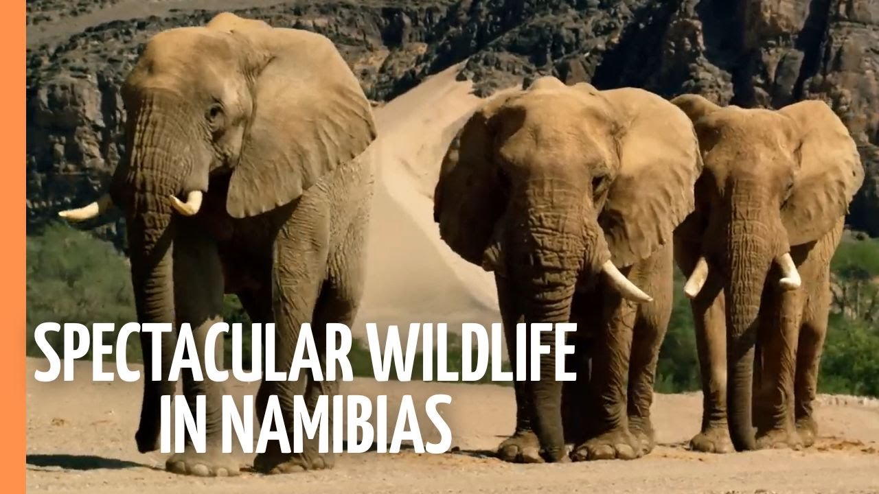 Documentary backdrop image for Spectacular Wildlife in Namibias Desert Kingdom (2023)