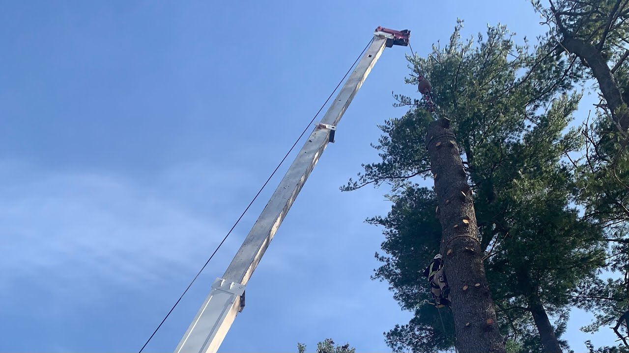 Crane Tree Removal | Arborist Tree Climbing - YouTube