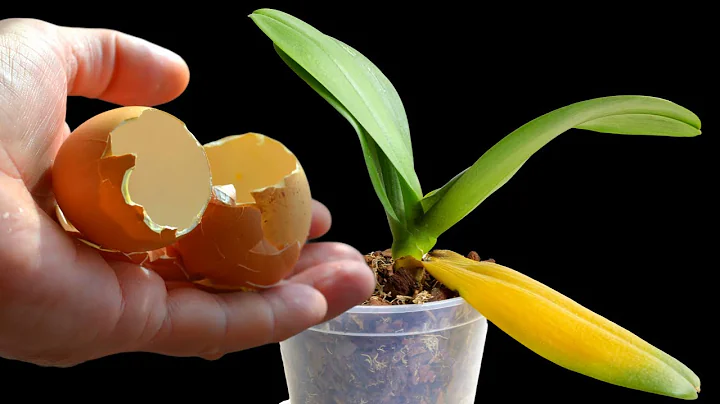 EggShell - Best fertilizer for orchids to bloom