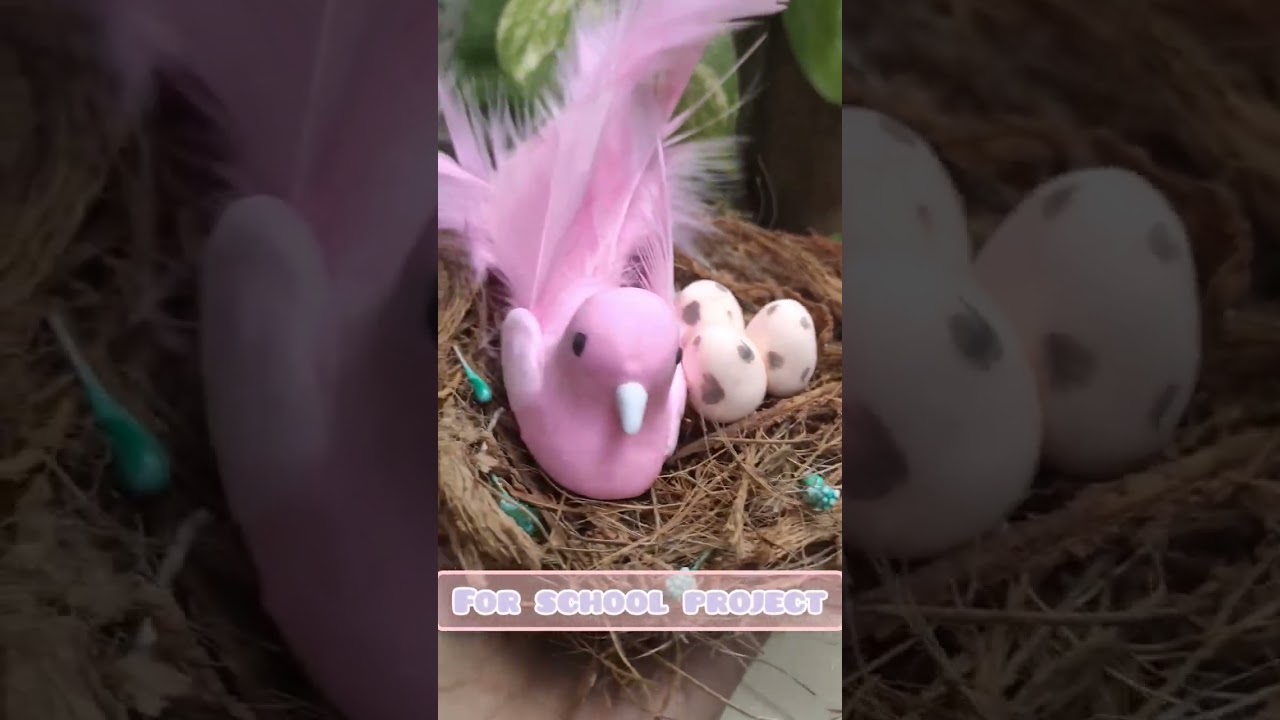 Bird nest for school project