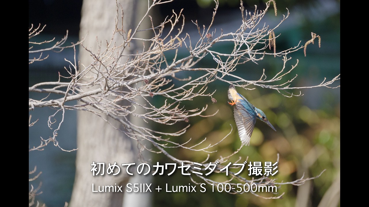 初めてのカワセミダイブ撮影