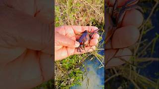केकड़ा पकड़ने के सही तरीके #explore #creb #amazing #catch #viral