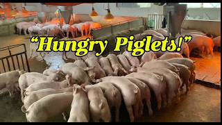 Weaning Piglets Feeding Time | Pig Farm Routine