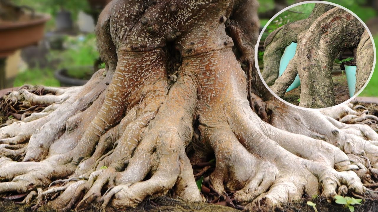 PROGRAM AKAR ALA DOKTER BONSAI ( DAVID ADJI )