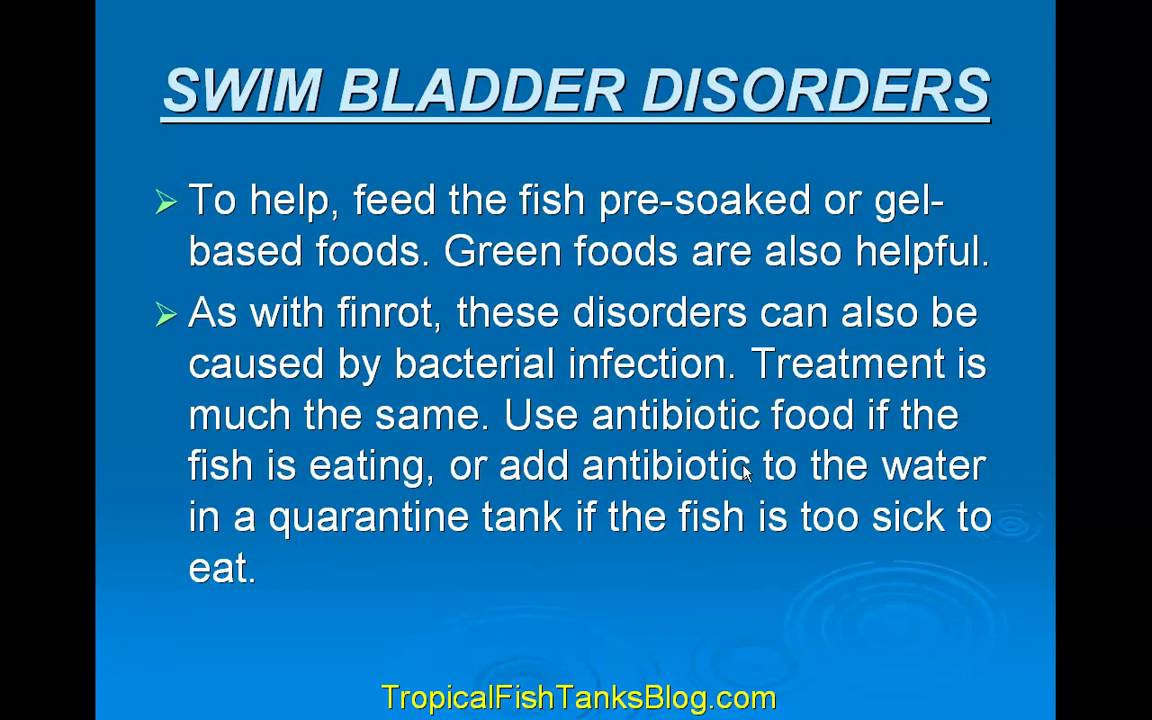 Tropical Fish Diseases Part II - YouTube