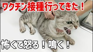 猫2匹一緒にワクチン接種に行ってきました…怖くて鳴く！