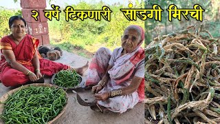 तोंडाला पाणी सोडणारी २ kg दह्यामध्ये केली पारंपरिक दही सांडगी मिरची वाळवणाची दही मिरची | dahi mirchi