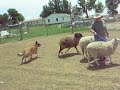 Logan, Belgian Tervuren, 10 mos Herding Instinct Test