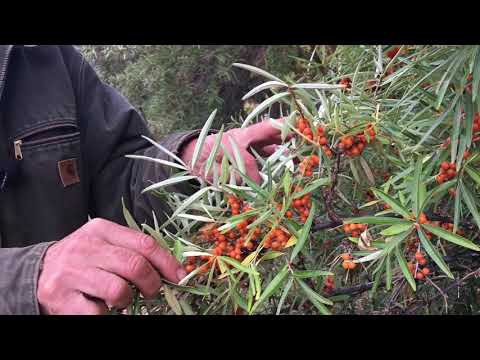 Video: Sea buckthorn - growing in the garden