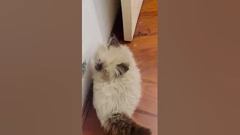 Watch the video about Himalayan kittens ❤️ #cats #persian #himalayancat #shorts (1) Meow billi