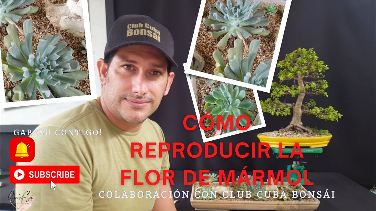 Cómo reproducir una Flor de Mármol #suculentas #jardineria