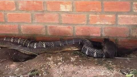 Du khách vẫn nườm nượp kéo đến xem cặp rắn hổ mây “khủng” bắt ở núi Cấm