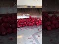 Bayberry Pitting Machine 🍒#BayberryPitter #WaxberryProcessing #fruitmachine