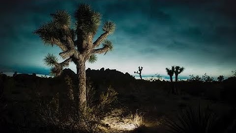 Joshua Tree Nightscape Stock Video