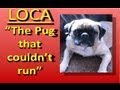 Loca the Pug singing......The pug that couldnt run