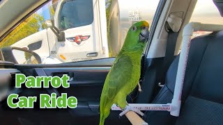 Charlie Murphy the Parrot riding in the car singing, talking, and lots of noise.