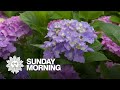 The magic of hydrangeas