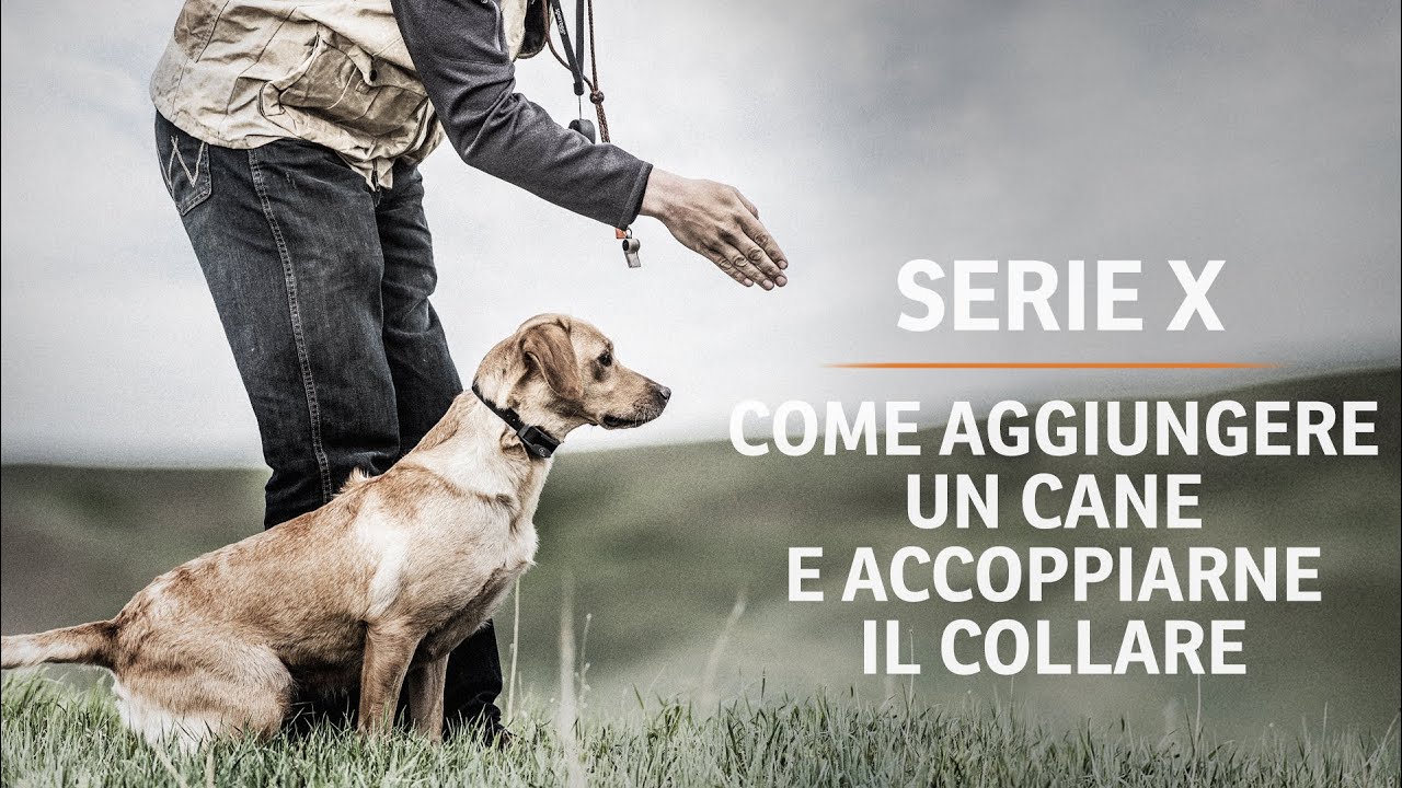 Collare Cane Beeper Beretti 2000 XP Con Radiocomando - Armeria Pesaro - Foto 6