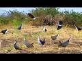 "Traditional Bird Trap" You Won’t Believe How Easy This Bird Trap Is!