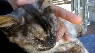 野良猫の集会昼の部行ってきました。サビ子猫膝に乗って来てカワイイです