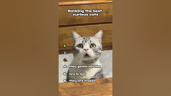 Watch the video about Ranking the best curious cats! 😸🐾