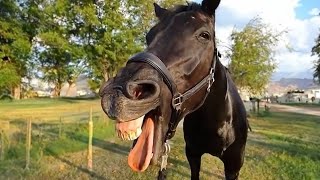 Funniest Horse Act Ever! Cute And funny horse Videos