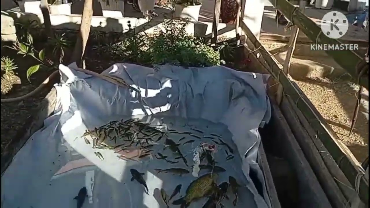 16 November 2025 .Thank giving programme at chingmei Baptist Church