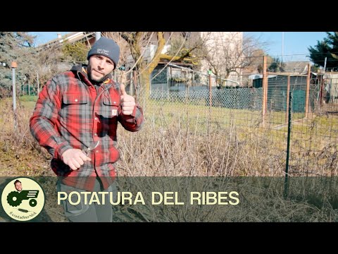 Video: Come Potare Il Ribes Nero In Autunno? Potatura Autunnale Corretta, Schemi Per Principianti. Prendersi Cura Dei Cespugli Dopo La Potatura. Devo Tagliare?