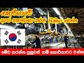 කොරියාවේ විවිධ රැකියා.job in korea#koriyanu rakiya