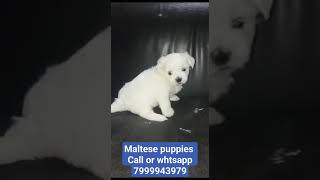 show quality Maltese puppies for sale in jabalpur m.p call or whatsapp 7999943979