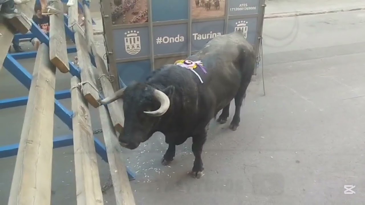 Salida y Detalles del Cerril de Celestino Cuadri en Onda Barrio Castellon y Adyacentes