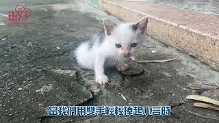 後腳癱瘓小貓-小言
