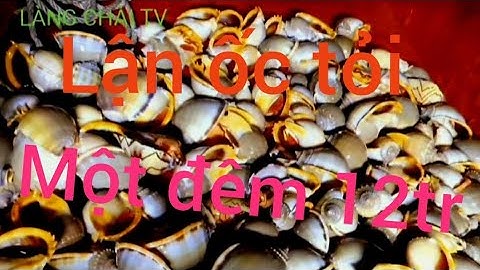 Ốc tỏi lên giá kỹ luật gần 400k một ký, thợ lận kiếm hàng chục triệu mỗi đêm...