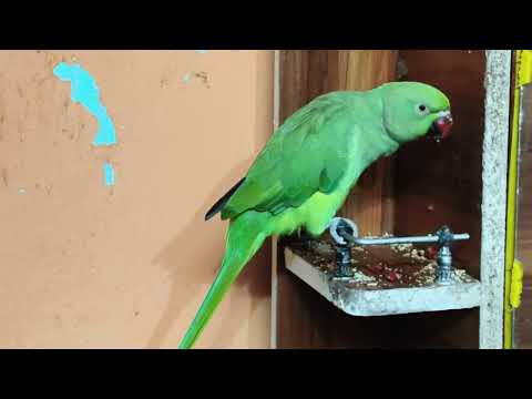 🐦❤️ मिट्ठू की प्यारी बातें और क्यूट हरकतें 😍 | 5 Minutes of Pure Love | Cute Parrot Video