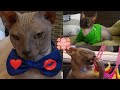 Cat RAMSES Time Lapse✔️ 2 Years in 2 Minutes | Best Moments | Don Sphynx