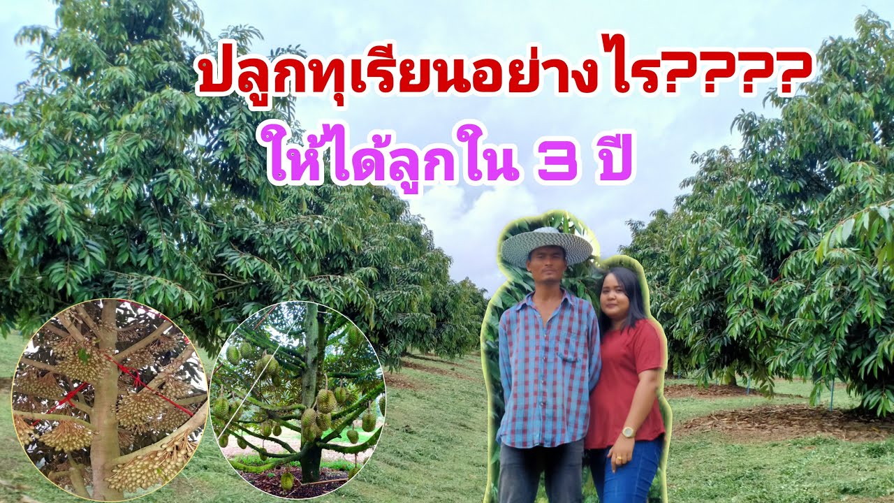 EP71. ปลูกทุเรียนอย่างไรให้ได้ลูกใน 3 ปี #เทคนิคปลูกทุเรียนให้รอด และวิธีการดูแล