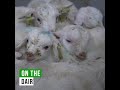 The fate of male goat-kids from the Dutch dairy industry