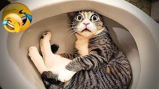 Funny Cat Video Compilation 😻 World's Funniest Cat Videos 🐶Funny Cat Videos Try Not To Laugh😍